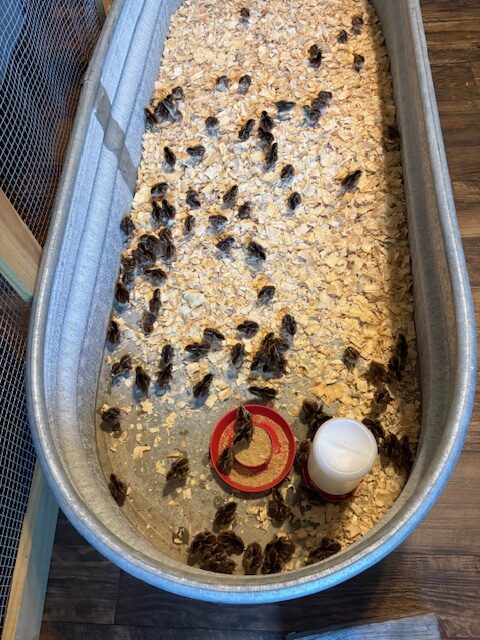 To tell about raising quail and promote our egg sales.
