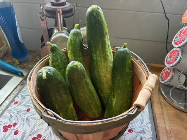 First pick of the season cucumbers.