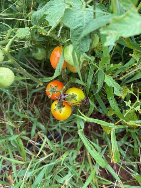To show the development of Cottrell Country Farm tomatoes in June.
